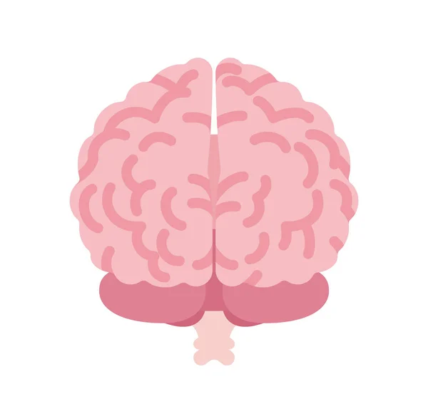 인간의 뇌 해부학적 연구, 의학, 과학적 인 교실 모델의 백미러 — 스톡 벡터