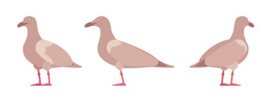 Kahverengi martılar, martılar yaban hayatı deniz kuşları ve deniz kuşları.