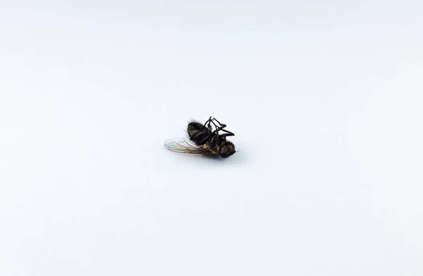 Νεκρή Μύγα Λευκό Φόντο Κοντινές Φωτογραφίες Προστασία Από Έντομα Στο — Φωτογραφία Αρχείου