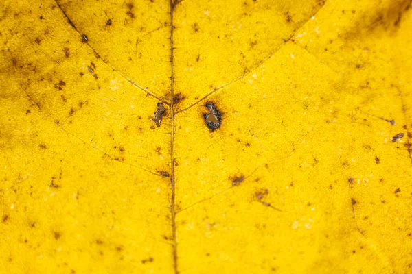 Испорченные Сухие Осенние Листья Фона Закрывай Желтый Лист — стоковое фото