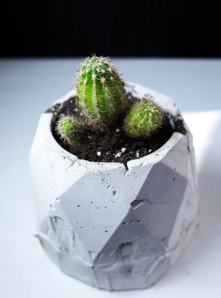 Succulent in concrete holder at home. Perfect design with cactus. Eco friendly and organic. Cactus and green moss. Handmade vases for symmetry and minimalism.
