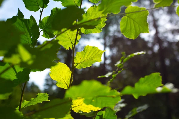 Folhas Verdes Árvore Luzes Sol Hora Verão Bonita — Fotografia de Stock