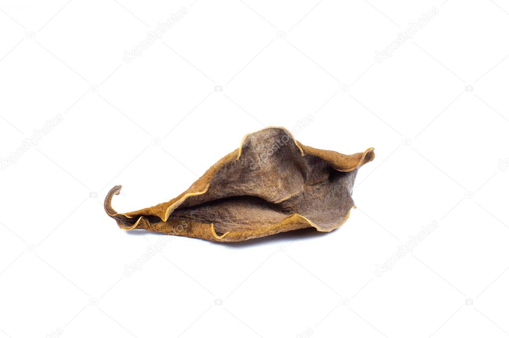 Brown leaf turned dark and withered on a white background. Leaf infectious and disease. Bad environment and ecology. Nature concept. Close up.