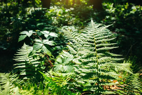 Samambaia Crescer Floresta Folhas Verdes Plantas — Fotografia de Stock