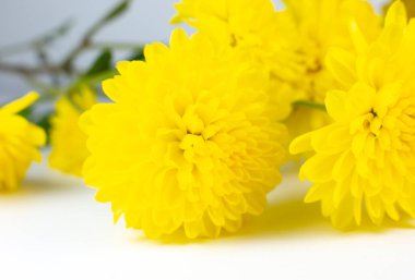 Pembe arka planda sarı hrizantema çiçeği. Doğal ekolojik ürün, doğa konsepti. Çiçekler burada. Sevgililer Günü.