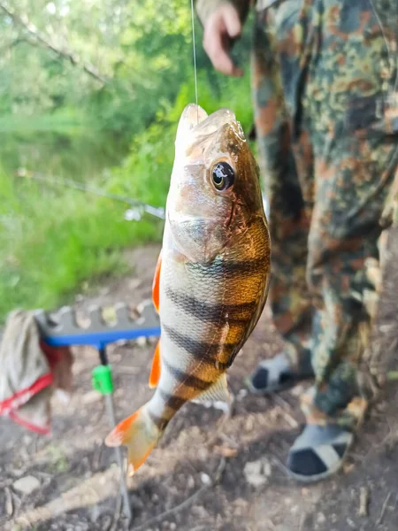 Homem Pegou Peixe Poleiro Natureza Passatempo Pesca Vara Pesca Foto — Fotografia de Stock