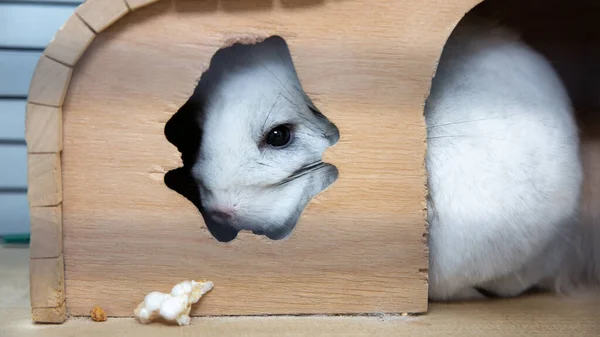 Chinchila Branca Sentada Gaiola Bonito Animal Estimação Casa Fofo Casa — Fotografia de Stock