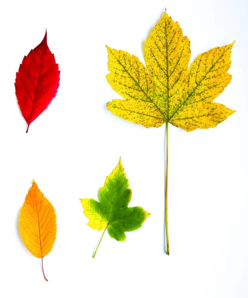 真正的秋天树叶成排地躺在木制的背景上 季节性的照片 黄色和绿色有质感 十一月明信片 — 图库照片