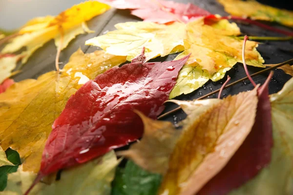Справжнє Осіннє Листя Лежить Краплі Дощу Сезонне Фото Жовті Зелені — стокове фото