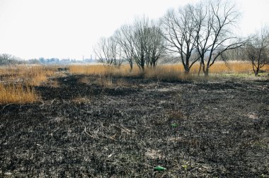 Çevre kirliliği. Kuru ve yanmış çimenler. Ekolojik felaket. Arka plandaki fabrikalar.