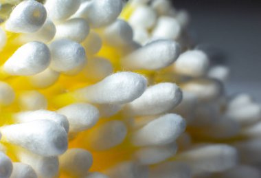 Beyaz arka planda kulak pamuğu örnekleri.