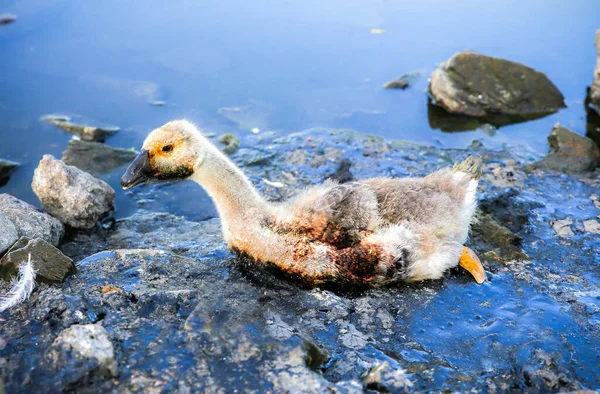 Burung Terjebak Dalam Air Yang Tercemar Dengan Tar Hewan Sekarat — Stok Foto