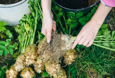 Kadın bahçeden kereviz temizliyor. Ekolojik ev yapımı sebzeler. Çevre dostu kavram.