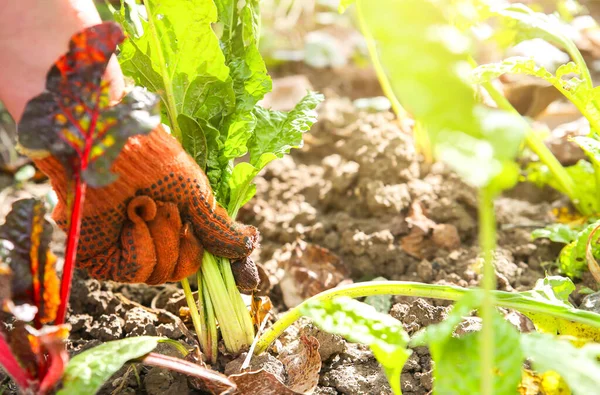 Mulher Está Plantando Legumes Casa Jardim Velhas Luvas Sujas Quinta — Fotografia de Stock