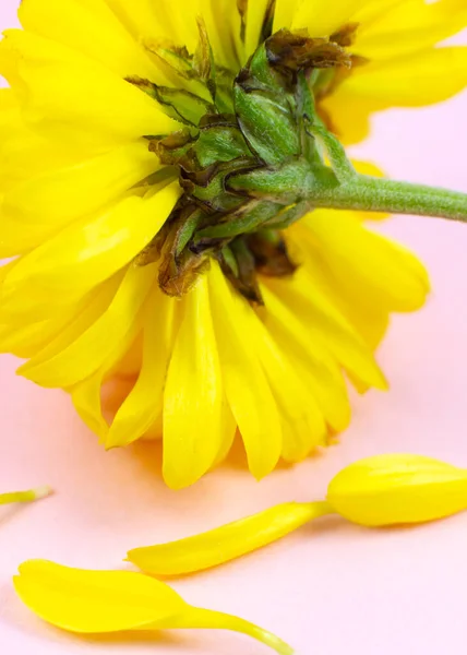 Fallen Petals Hrizantema Flower Human Aging Concept Natural Eco Cosmetics Stock Image