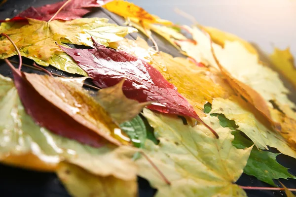 Справжнє Осіннє Листя Лежить Парасолі Краплі Дощу Сезонне Фото Жовті — стокове фото