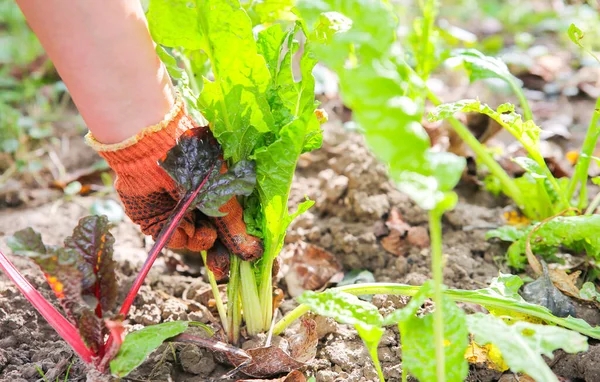 Woman is planting vegetables in home garden. Old dirty gloves. Farm works in summer. Homegrown plants and ecologically friendly food. Harvest time.