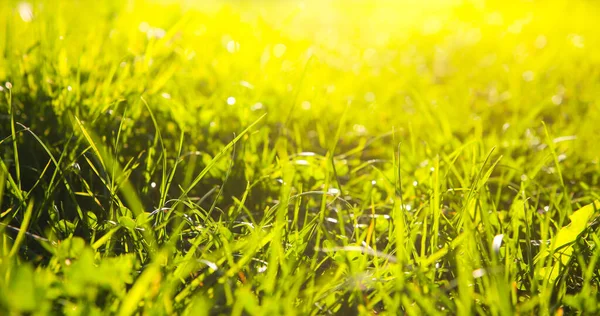 美丽的绿草 夏天的感觉 春天的季节植物中的阳光 自然之美 — 图库照片