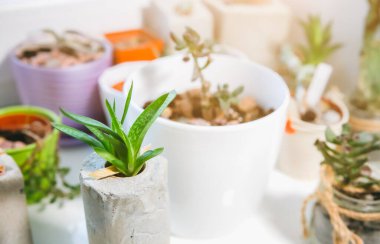 Pencere tavanındaki çimento tutacaklarında küçük sulu bitkiler. Farklı şekillerde el yapımı vazolarda küçük kaktüsler ve yosunlar. Tarz sahibi ve çevre dostu çiftçiler..