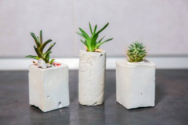 Mutfaktaki çimento tutacaklarında küçük sulu bitkiler. Farklı şekillerde el yapımı vazolarda küçük kaktüsler ve yosunlar. Tarz sahibi ve çevre dostu çiftçiler..