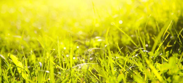 Beautiful green grass. Summer vibes. Spring season. Sun lights in the plants. Nature beauty.