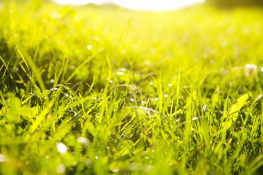 Güzel yeşil çimenler. Yaz titreşimleri. Bahar sezonu. Bitkilerde güneş ışığı. Doğa güzelliği.