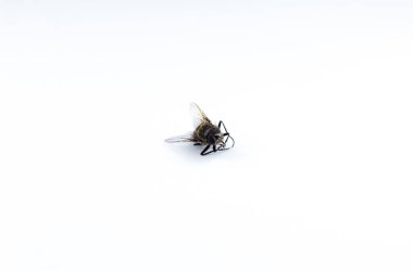 Beyaz arka planda ölü sinek. Fotoğrafı kapat. Evdeki böceklerden korunma.