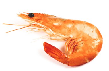 Beyaz arka planda lezzetli taze karides ya da karides