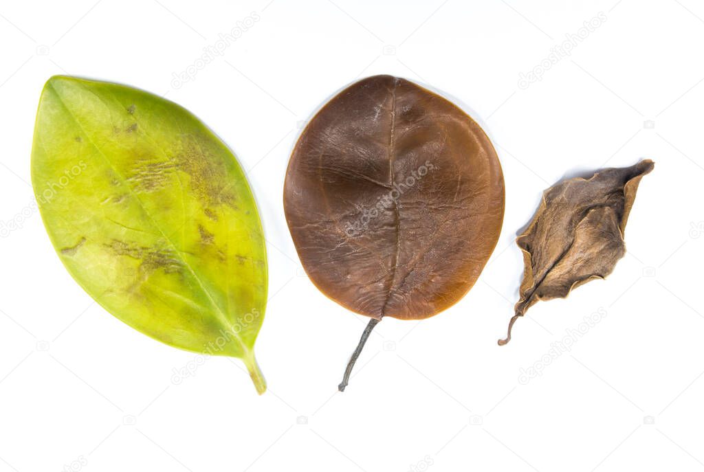 Green, yellow and brown leaves turned dark and withered on a white background. Leaf infectious and disease. Bad environment and ecology. Nature concept. Close up. Different seasons.