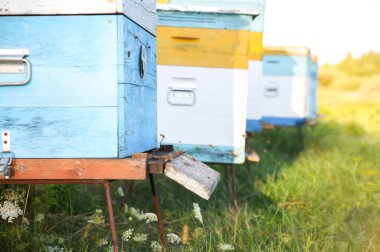 Dışarıda arı kovanı var. Doğal bal yapımı. Çevre dostu yemekler..