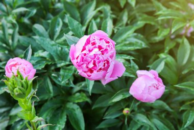 Yağmurdan sonra çiğ içindeki şakayıklar. Doğada güzel bahar çiçekleri.