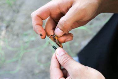 Balık tutmak için oltaya solucan takıldı. Adam balık yemi tutuyor. Yaz hobileri açık havada.