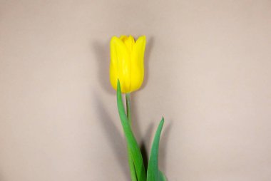 El işi kağıdında sarı lale. Anneler Günü ya da Uluslararası Kadınlar Günü için davetiye. Reklam ya da terfi için minimalist parlak çiçek. Bahar çiçekleri.