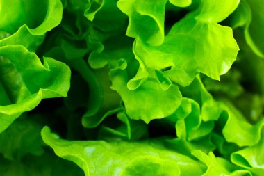Yeşil marul yaklaş. Taze salata dokusu. Vejetaryen yemeği. Sebze ve vitamin ürünleri. Makro fotoğraf.