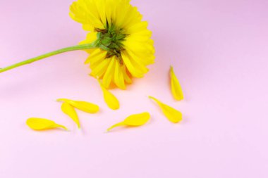 Hrizantema çiçeğinden düşen yapraklar. İnsan yaşlanma konsepti. Doğal eko kozmetik ürünleri. Bir insanın hayatında farklı değişiklikler vardır..