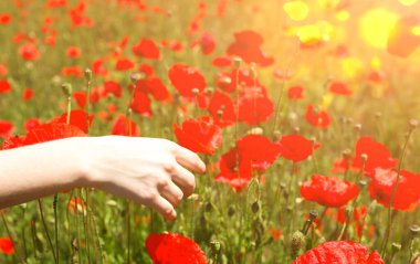 Güzel kız, çimlerin üzerinde kırmızı gelincik çiçekleriyle dolu bir yaz tarlasında duruyor. Kırsal giysili mutlu kadın otları eliyle okşar. İnsanın doğayla bütünlüğü. Güzellik gezisi konsepti.