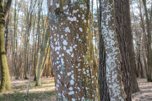 Moss on the tree trunk. Fungus disease. Close up photo.