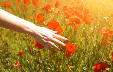 Güzel kız, çimlerin üzerinde kırmızı gelincik çiçekleriyle dolu bir yaz tarlasında duruyor. Kırsal giysili mutlu kadın otları eliyle okşar. İnsanın doğayla bütünlüğü. Güzellik gezisi konsepti.