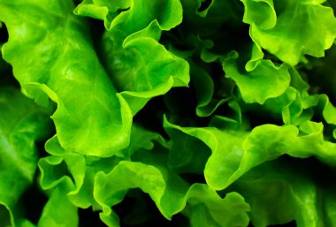 Yeşil marul yaklaş. Taze salata dokusu. Vejetaryen yemeği. Sebze ve vitamin ürünleri. Makro fotoğraf.