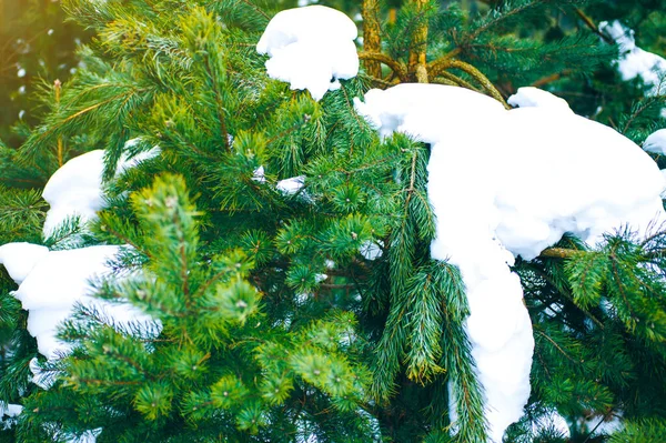 Зимове Фото Гілкою Ялинки Натуральне Зображення Ялинових Лісів Святами Листівка — стокове фото