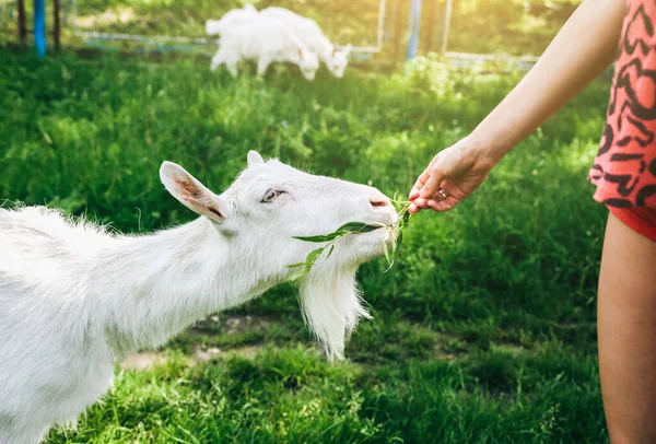 Une Chèvre Blanche Qui Mange Saule Femme Nourrit Les Animaux — Photo