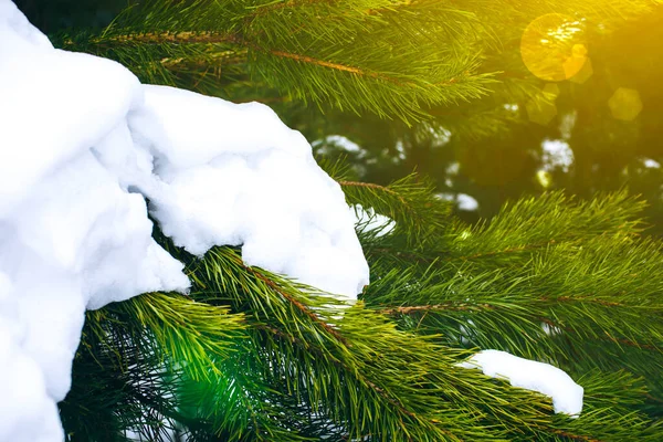 Зимове Фото Гілкою Ялинки Натуральне Зображення Ялинових Лісів Святами Листівка — стокове фото
