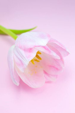 Pembe arka planda pembe lale. Anneler Günü ya da uluslararası kadınlar günü için tebrik kartı. Minimalizm, güzel doğal duvar kağıdı. Bahar çiçekleri.