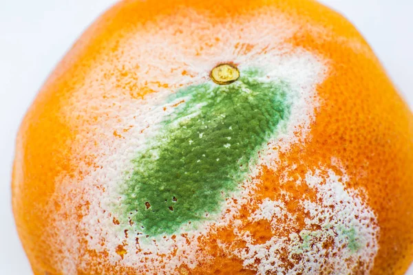 Beschimmeld Sinaasappelfruit Verrotte Grapefruit Slechte Bewaarcondities Sluiten Verwend Eten Schimmelziekte — Stockfoto