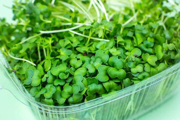 Bakterier Microgreen Närbild Broccoli Groddar Naturlig Ekomat Med Vitaminer Trädgårdsskötsel — Stockfoto