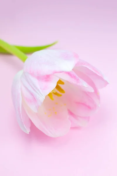Розовый Тюльпан Розовом Фоне Поздравительная Открытка День Матери Международный Женский Лицензионные Стоковые Изображения