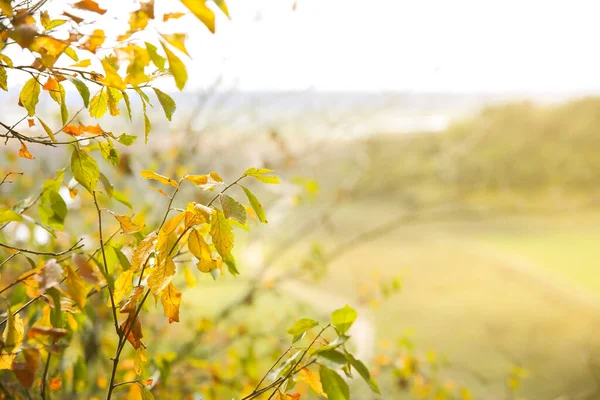 Осенние Листья Деревьев Текстура Фона Красивое Фото Природы Сезонный Фон — стоковое фото