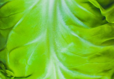 Yeşil lahana desenli arka plan. Kapatın. Makro fotoğraf.