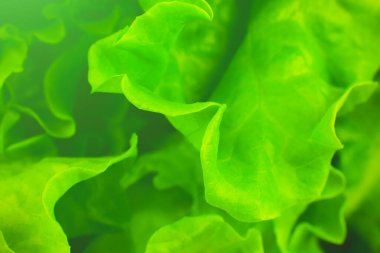 Yeşil marul yaklaş. Taze salata dokusu. Vejetaryen yemeği. Sebze ve vitamin ürünleri. Makro fotoğraf.