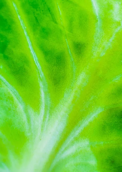 緑のキャベツの食感の背景 閉めろ マクロ写真 垂直葉壁紙 — ストック写真